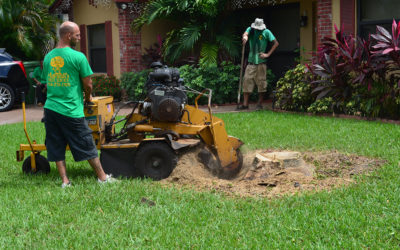 4 Benefits Of Hiring A Professional For Stump Removal