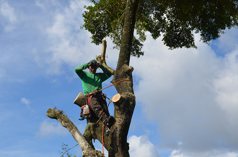 5 Questions to Ask Your Tree Care Service Provider
