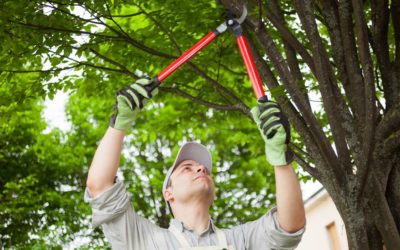 What to Know About Different Types of Pruning Cuts