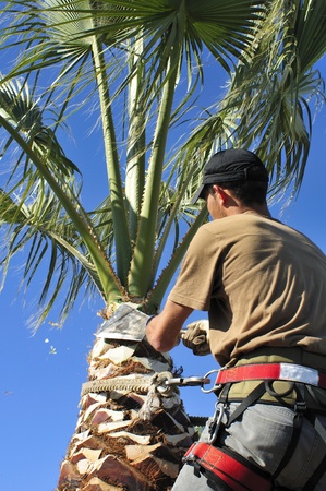pruning Park Winter palm FL perth, tree