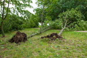 Trimming Trees For Hurricane Season 