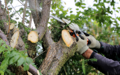 Signs That You Need Emergency Tree Service