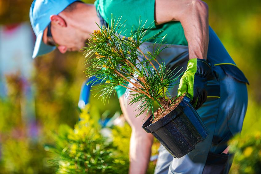 Opa-locka tree & landscaping service
