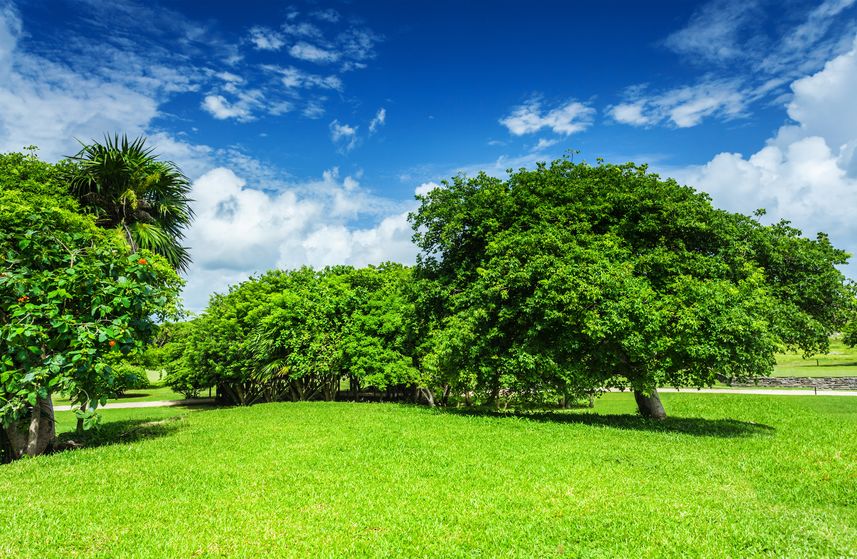 6 Trees That Require Next To No Maintenance