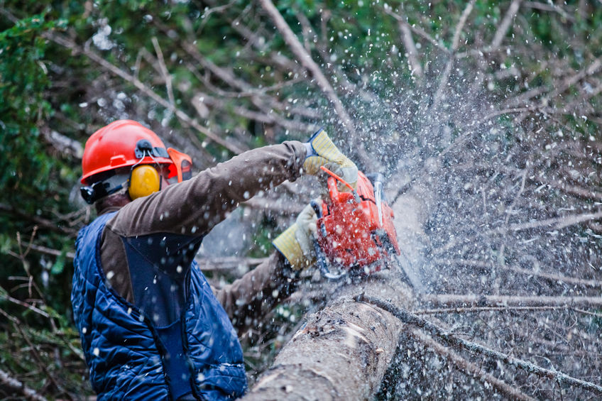 How to Choose a Post hurricane tree service in the Fort Myers and Naples area