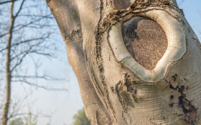How Trees Recover from Wounds and Pruning