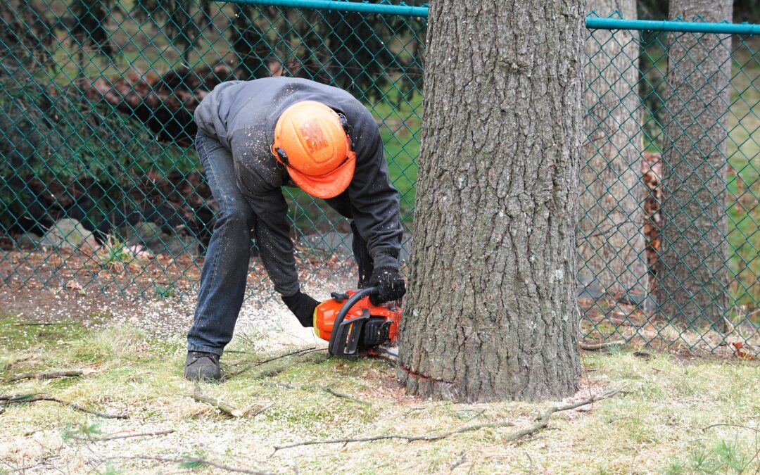 5 Reasons Why Tree Removal is Important