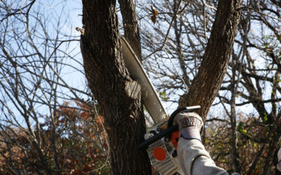 How Is A Tree Service Different From A Landscaping Service?