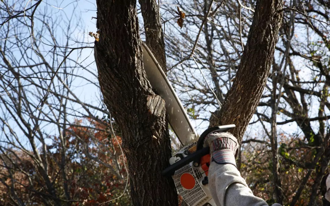 All You Need to Know About Tree Trimming