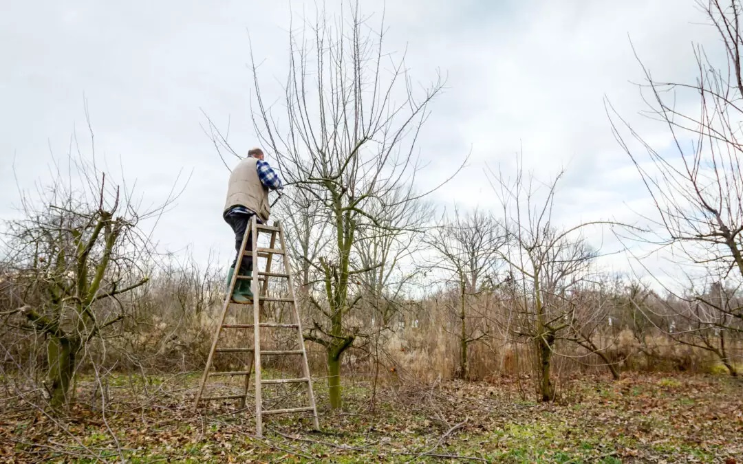 How to Prepare Your Trees for Hurricane Season