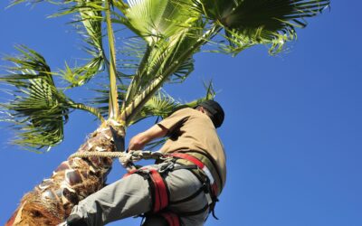 How to Prepare Your Palm Trees for Hurricane Season