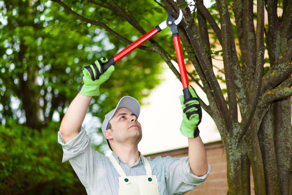 Top 10 Signs Your Trees Need Pruning Marshall's Tree Service