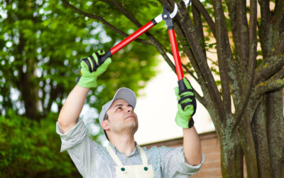 Top 10 Signs Your Trees Need Pruning