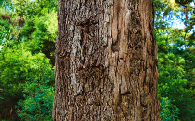 Top Tips for Identifying a Hazardous Tree