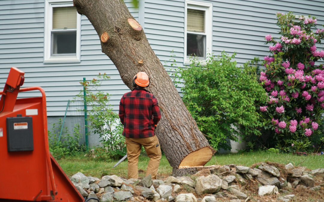 What Is The Right Time To Opt For A Tree Removal Service?