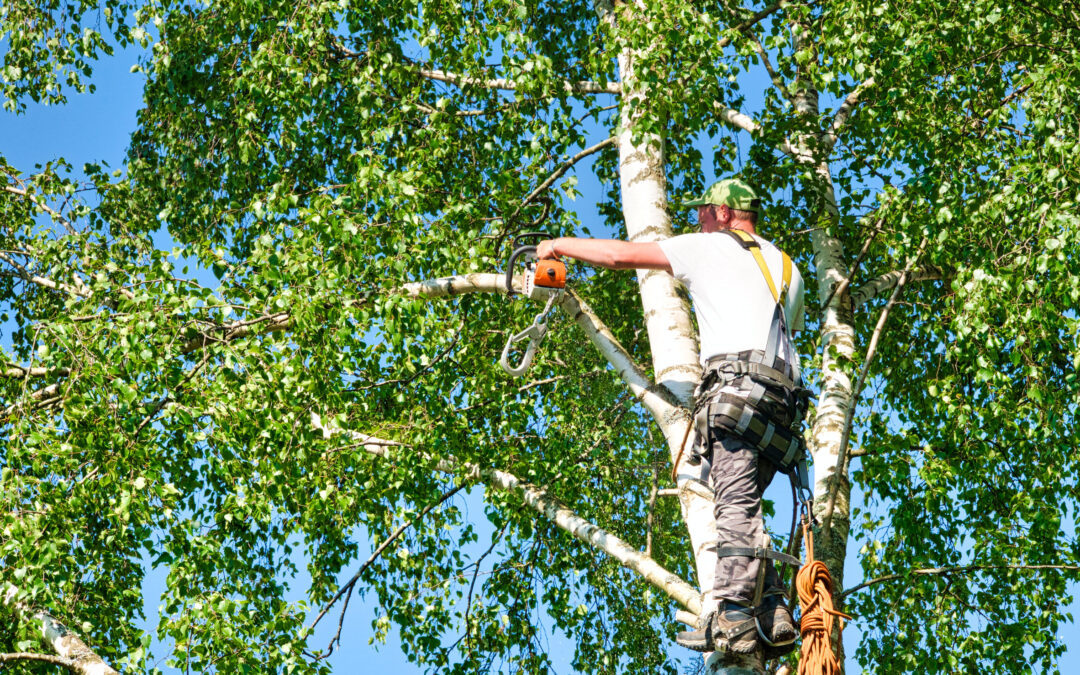 Signs You Need a Tree Service: What to Look for in Your Trees