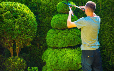 4 Benefits of Tree Trimming