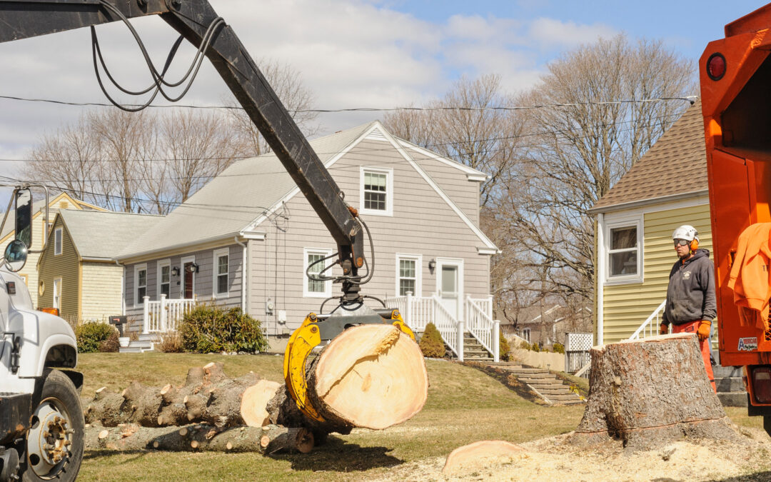 Hiring a Tree Removal Service? Top 5 Questions You Should Ask Them!