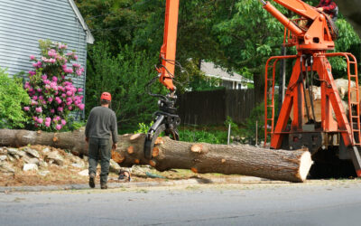A Beginner’s Guide to Removing Hazardous Trees