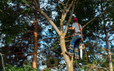 Tree Care Tips: How to Keep Your Trees Healthy
