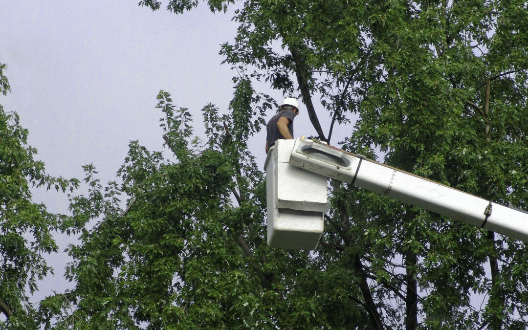 What’s Included in Commercial Tree Service?