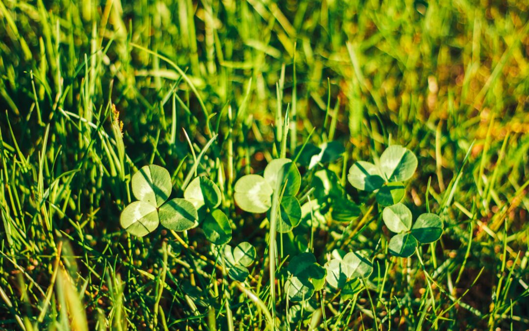 The Ultimate Guide to Waging War on Clover in Your Lawn