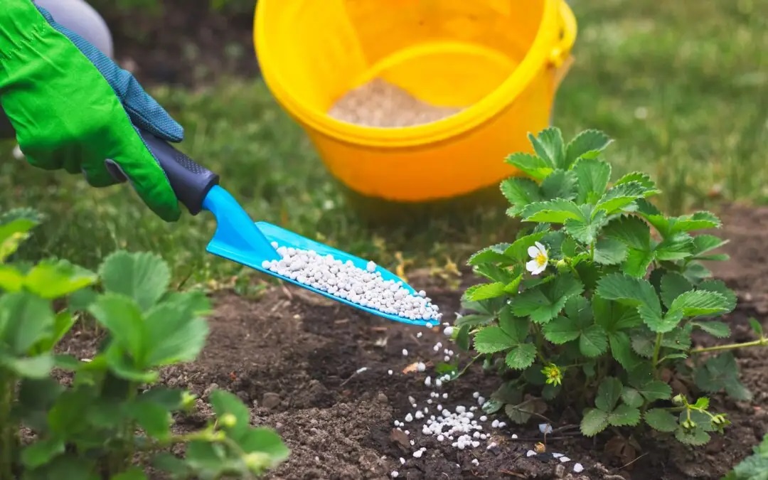 How to Pick the Right Fertilizer for Your Lawn: A Comprehensive Guide