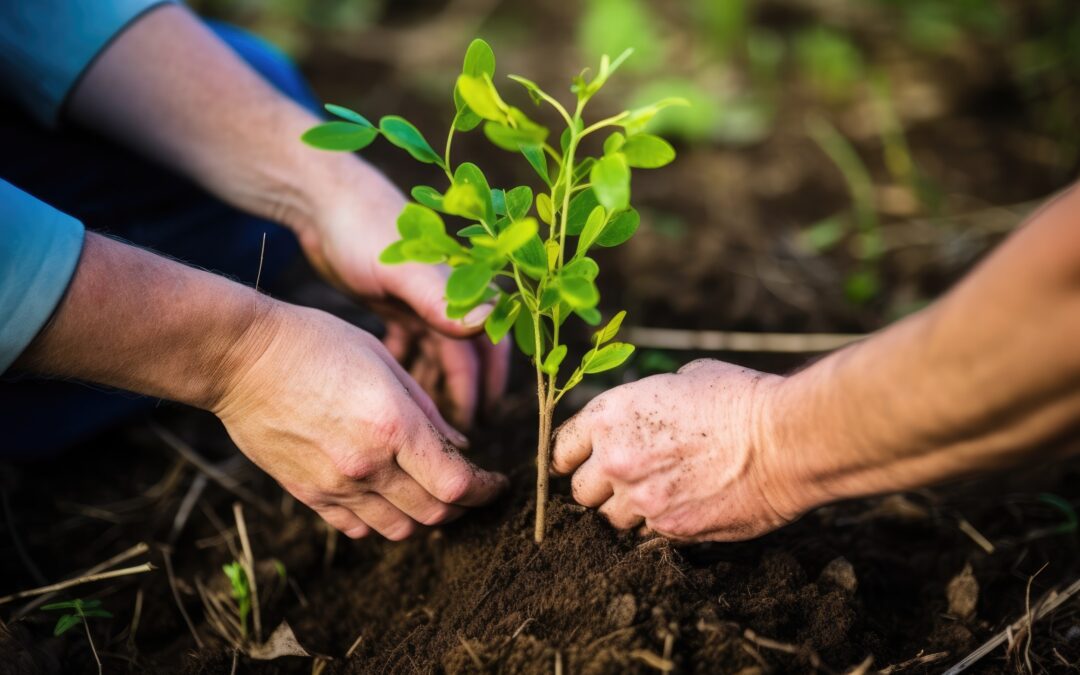 The Perfect Season to Plant a Tree Solved Once and For All