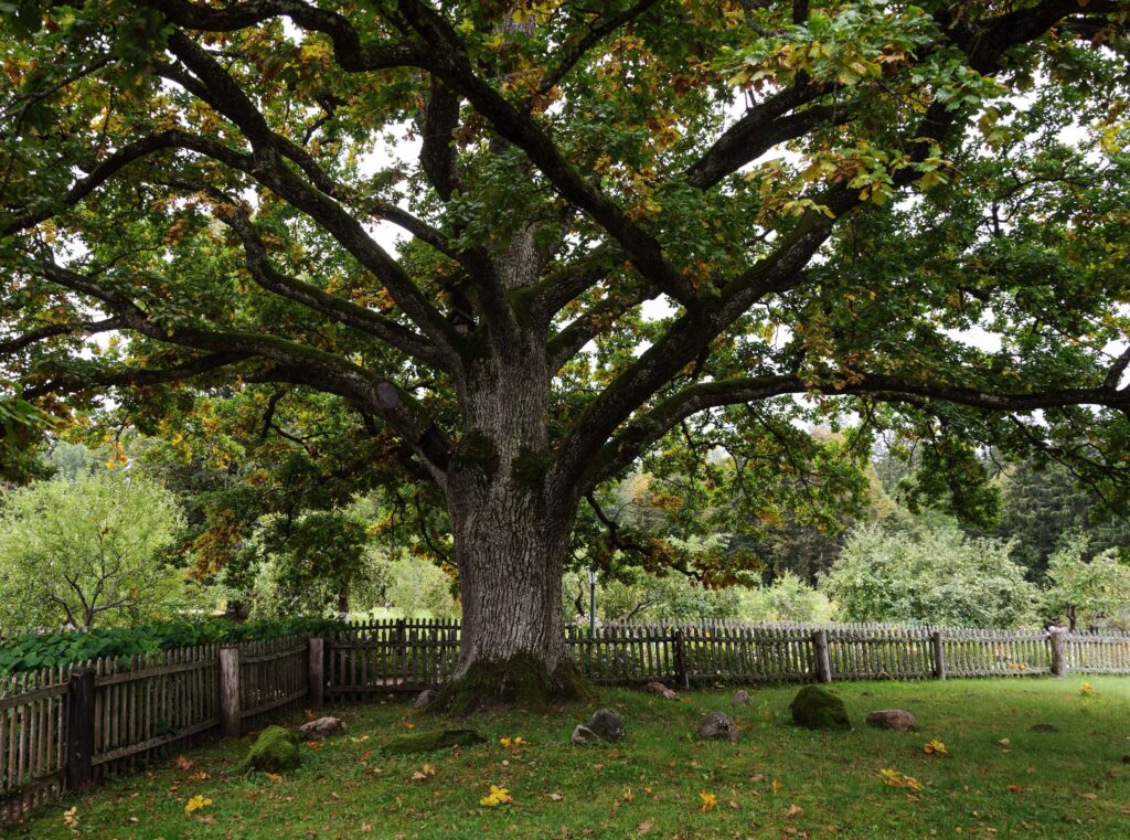 Valuable Tips to Trim an Oak Tree Without Killing It | Blog
